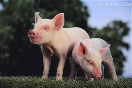养殖户迅速诊断5类猪病
