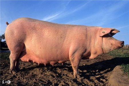 养猪人这5种情况下，治疗猪病不能使用使用地米
