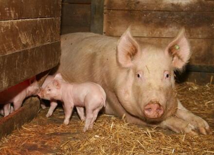 对抗猪流行性腹泻病毒对猪群感染的方法
