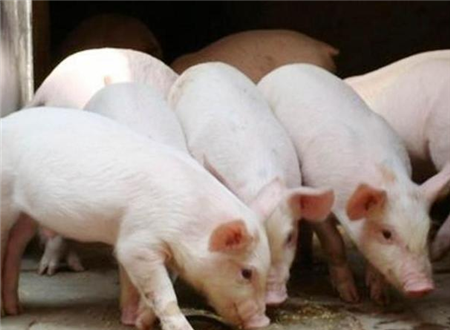 行业专家预测2018年上半年生猪行情，咱老乡养猪还能赚钱吗？