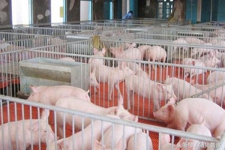 如何正确控制养猪场的温度？