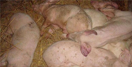  影响猪场收益的猪副嗜杆菌该怎么治疗？
