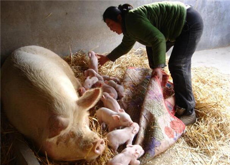 麸皮在猪场中的使用效果，省不少钱，养猪人你知道几个？