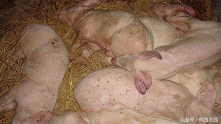 影响猪场收益的猪副嗜杆菌该怎么治疗？