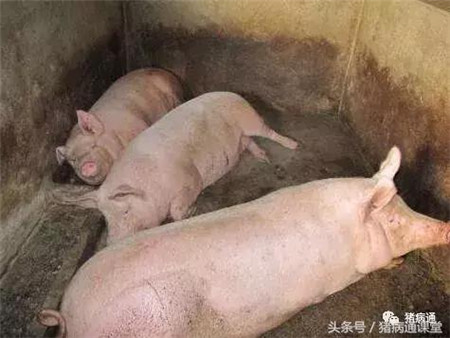 初冬季节，这种病可造成中大猪突然死亡不可轻视！