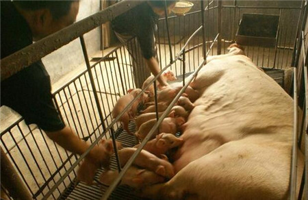 母猪产仔过程中难产的六种情况分析