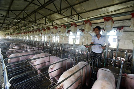 农村小型猪场要赚钱，科学养猪很关键，分享一些实用养猪技术！