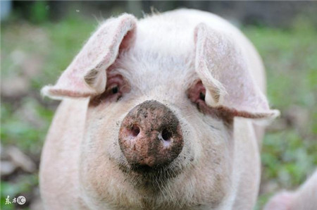 关于种猪的选择，这5点身为养殖户的你有必要学习一下