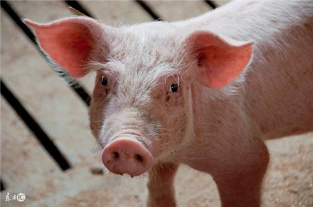 引进白种猪，进口大豆，进口猪肉，美国别高兴太早了