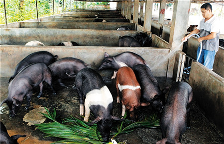 养猪业出现前所未有的发展局面早就开启了