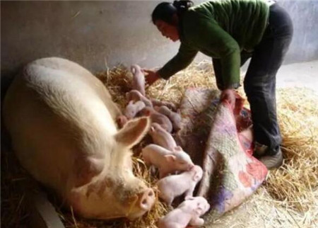  母猪难产？年薪百万的猪农教你紧急助产“十字决”！