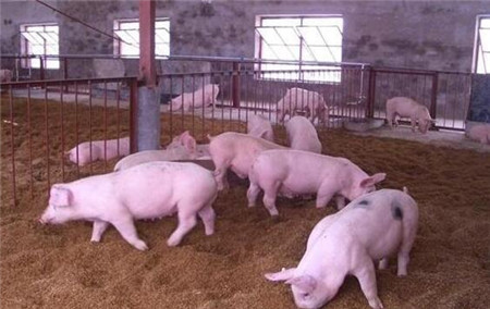  养猪怎么快速出栏 养猪高效育肥，养猪更赚钱