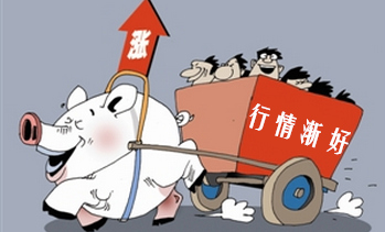 12月猪价上涨的两个因素：母猪存栏下降25万！春节出栏体重偏小！