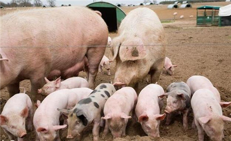 猪场一口酒，养猪人舒服猪也幸福，9种用途减少猪场损失