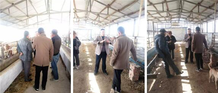  11月10日申亚农牧在萧县开展市场会议，本次会议主要向养殖户们讲授牛羊养殖技术及秋冬季节的疾病防治，当地养殖户都积极参与