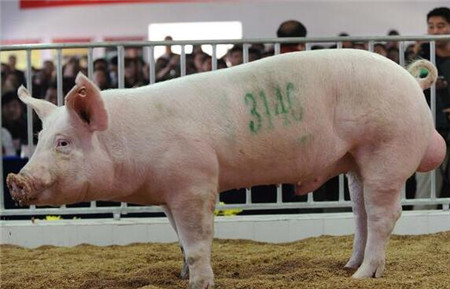  近期猪价有望上涨 需求有待提升
