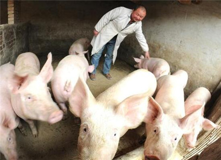 如何减少仔猪应激造成的死亡，农村养猪户有话说
