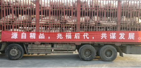 2017年11月14日，天兆猪业旗下江苏天兆实业有限公司（以下简称“江苏天兆”）圆满完成了本季度6000头二元母猪短期大规模的第一批供种工作。