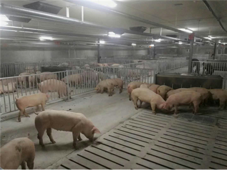 2017年11月14日，天兆猪业旗下江苏天兆实业有限公司（以下简称“江苏天兆”）圆满完成了本季度6000头二元母猪短期大规模的第一批供种工作。