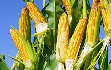  众所周知，10月中下旬以来，随着新季玉米的正式登场，东北玉米价格持续高开低走模式。但经过近一个月的调整，近两日东北产区玉米市场终于有“好”消息传来