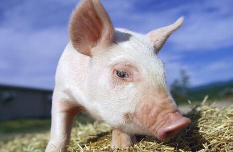 12月猪价上涨大势已定，仍有五大因素需警惕！