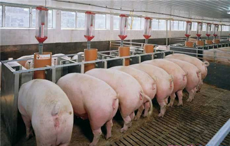 为什么养猪人预计猪价会长，但专家却不这么认为?