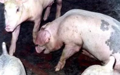为何保育猪容易消瘦喘气？如何防控？
