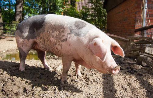 我们先简单看一下猪饲料的定义，按照营养来区分，它通常是由蛋白质饲料、能量饲料、粗饲料、青绿饲料、青贮饲料、矿物质饲料和饲料添加剂组成的饲养家猪的饲料。