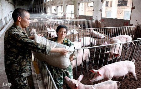 农村养殖年入十万，养猪技巧在以下几点