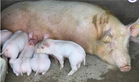 母猪分娩后3天内做好5件事，否则养殖户得赔死