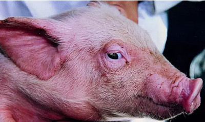 猪有泪斑，不可小觑，冬季注意空气质量