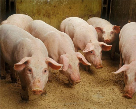 饲料中添加什么物质可提高猪采食量促进猪生长？