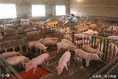 落后的大棚养猪，在一些养猪人眼里优势明显，猪场背后原因