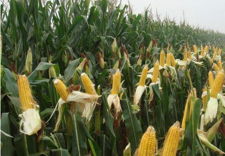 冷空气影响玉米收购价格上涨 关注冷空气影响