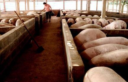 未来养猪场的9种死法，最后一种太心酸无奈！