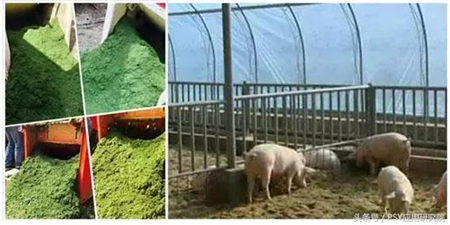 几种常用青绿饲料的选择，养猪人一定要会