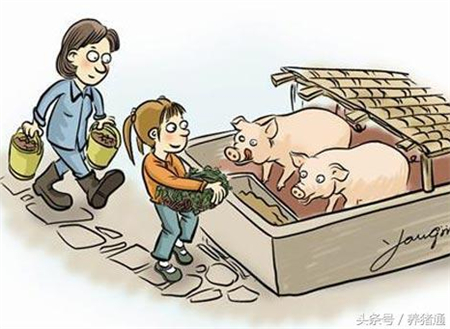 猪场临床母猪太多，产床不够怎么办？