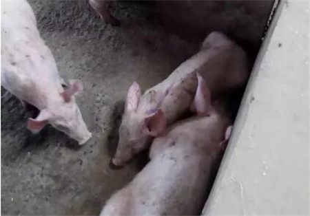 董广林：保育猪遇到这种复杂的情况怎么办？