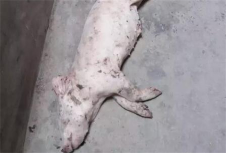 董广林：保育猪遇到这种复杂的情况怎么办？