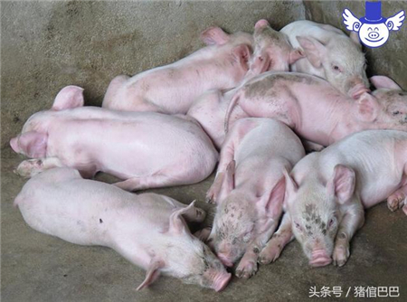猪流涎可能是病，这四种原因都有可能导致！