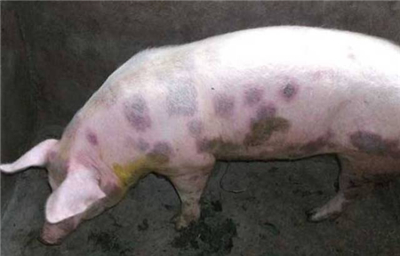 警惕：无疹块猪丹毒误诊为蓝耳，大猪死亡率高！