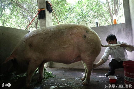 谈养猪：论猪洗澡的重要性，教你如何给猪做清洗消毒！