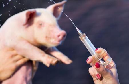 规模化猪场冬季高发猪病；猪呼吸道疾病发生的原因及防控措施！