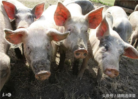 猪回肠炎的临床症状有哪些？