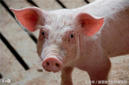 养猪过程中，有一种病养猪人都忽视了，损失可不小