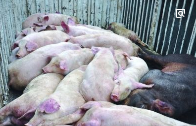 养猪场如何处理病死猪？