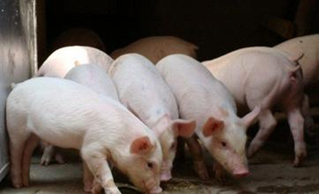 四招提高养猪效益、降低成本，夫妻养猪场管理成本最低