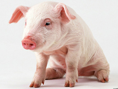 把握好猪病用药的原则和方法，治疗猪病轻松自如！