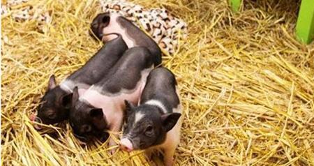 全国十多个省生猪禁养，一年多清拆除超10万家猪场，削减1700万多万头。这些年，哪些省区拆得最猛，养户的出路在哪里？