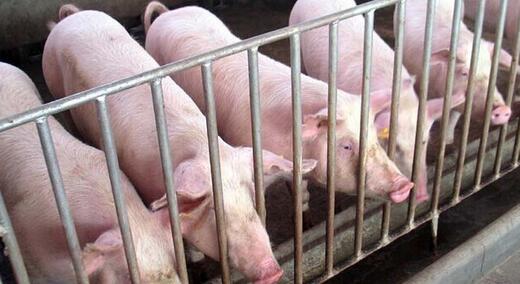 我们判断12月份的生猪供应预计小幅收缩。春节前为猪肉的传统消费旺季,是全年猪肉消费的顶峰。因此供给小幅收缩叠加旺季需求,预计猪价反弹在即。